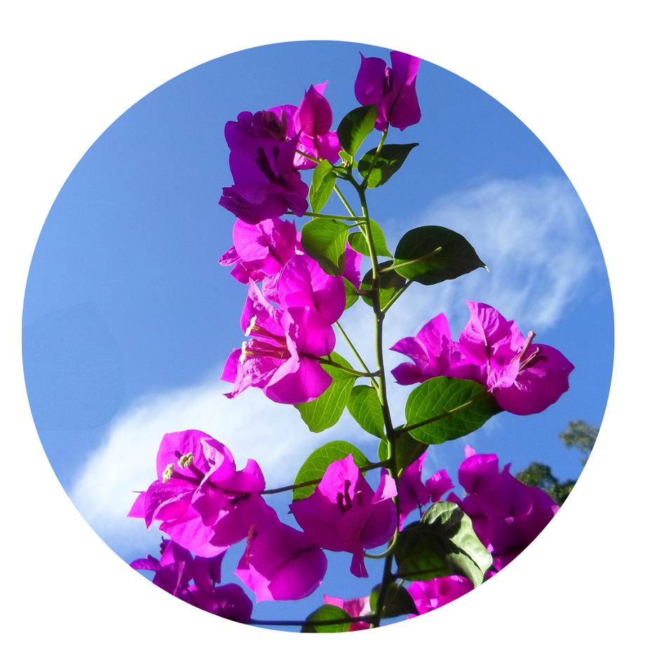 730 especies florales Agapanthus y Bougainvillea