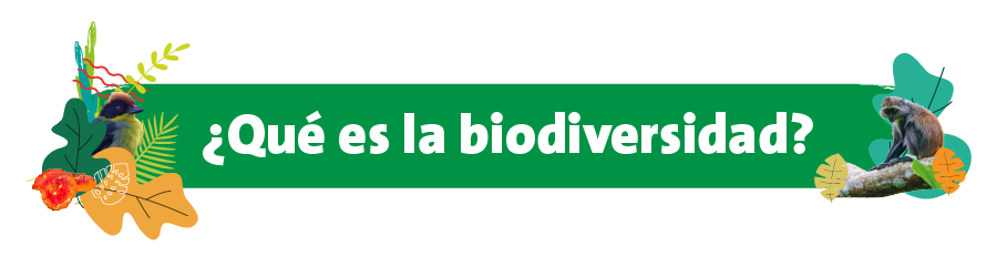 Que es la biodiversidad