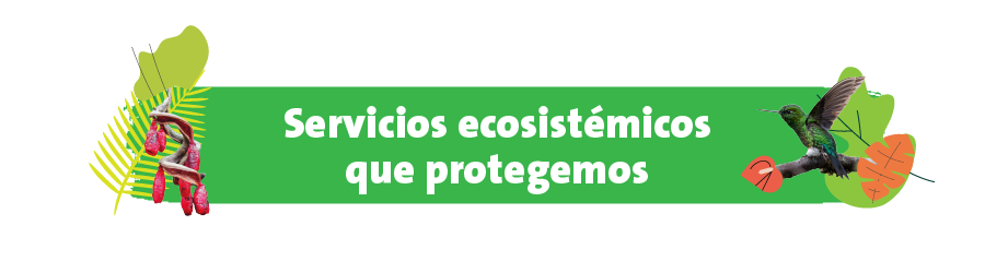 Servicios ecosistémicos que protegemos
