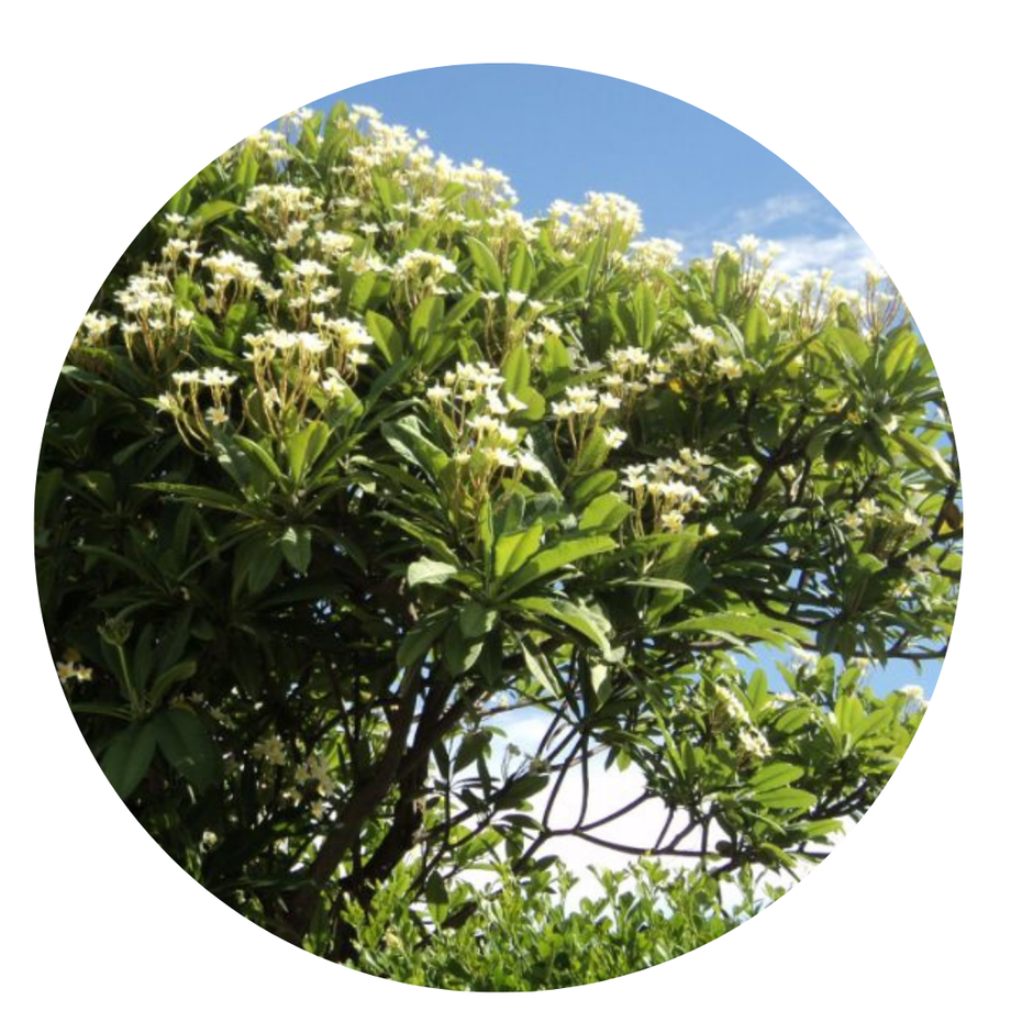 51 árboles aromáticos