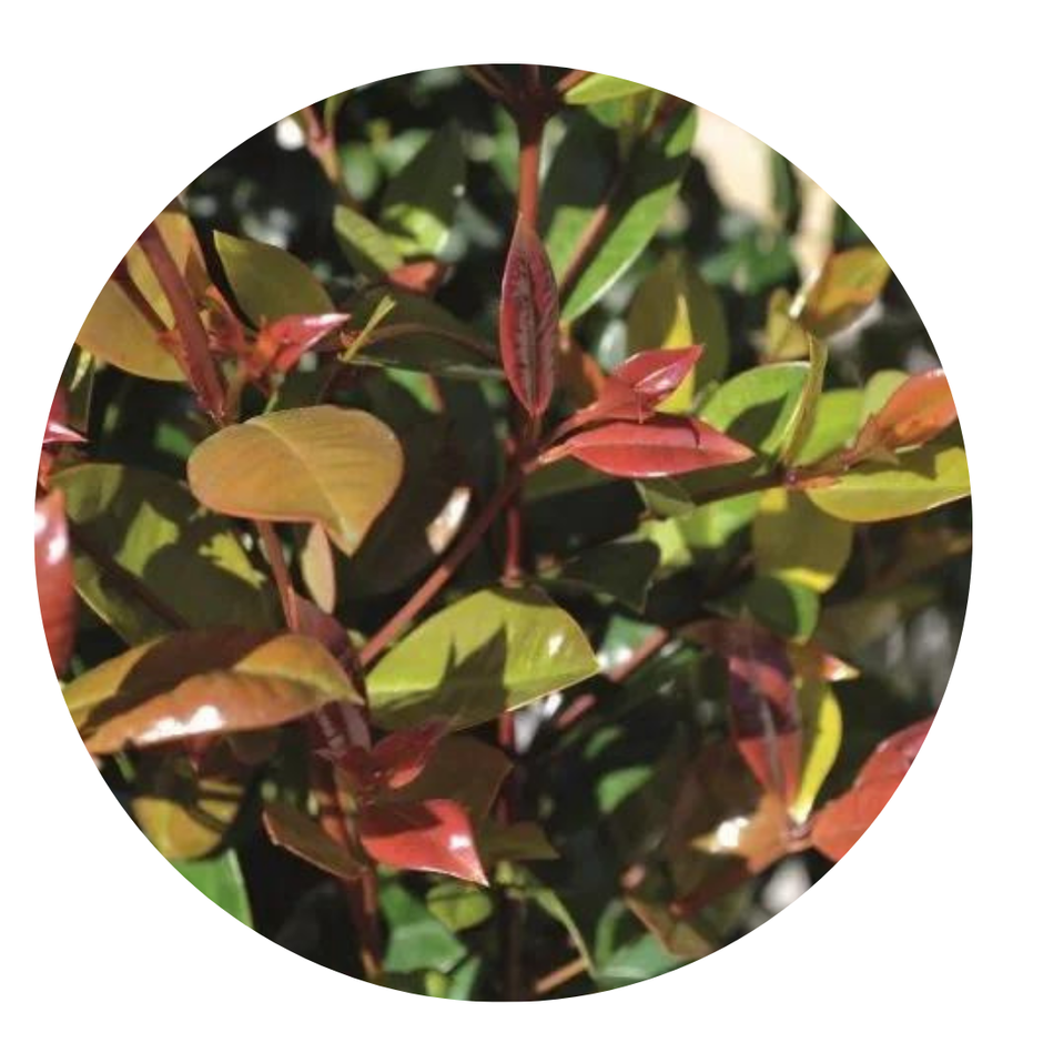eugenias