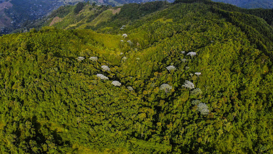 Bosque Manizales