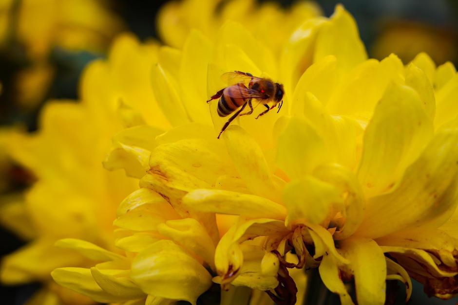 Abejas