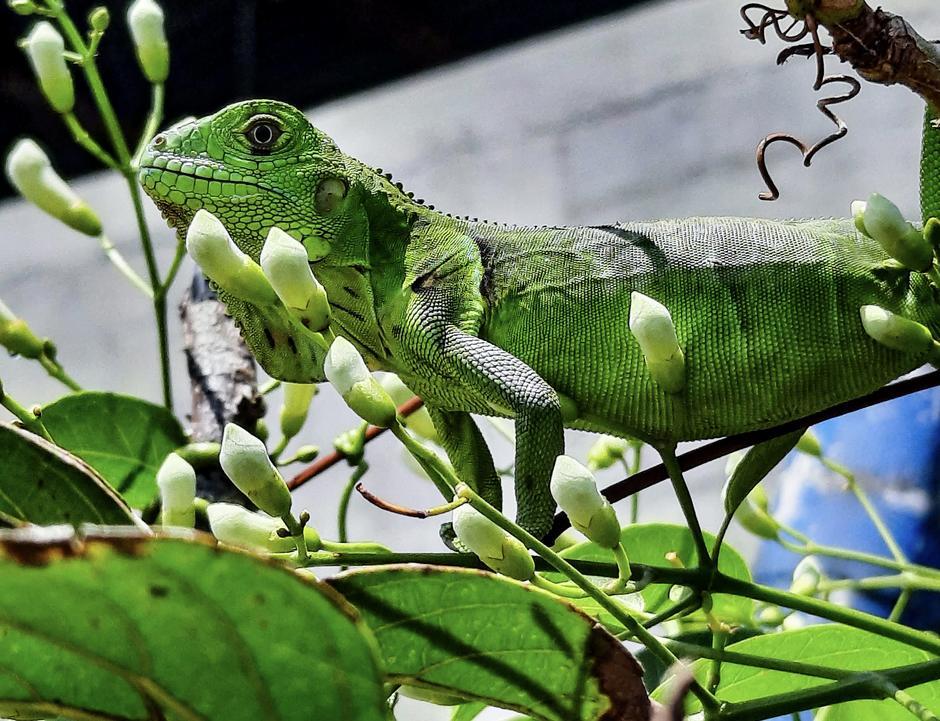 Iguana valle