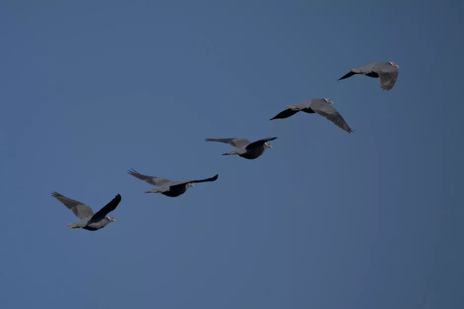 Aves