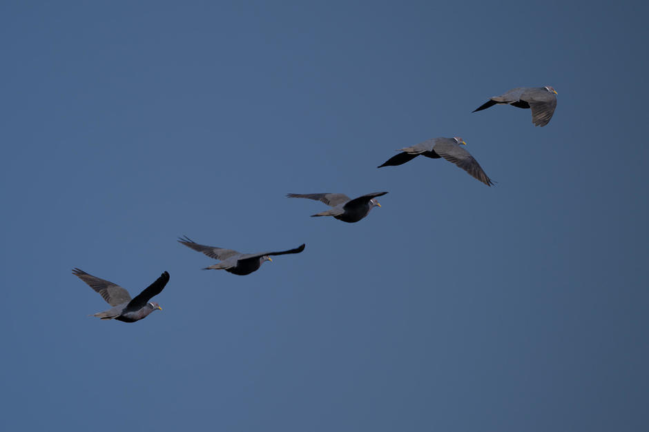Aves